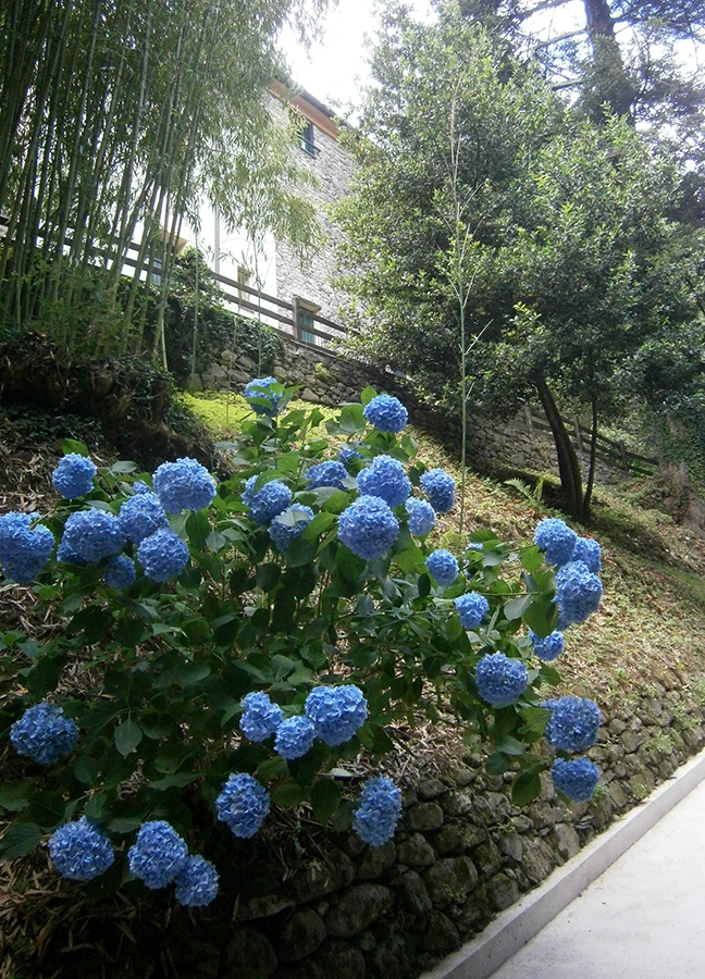 ortensie blu 1