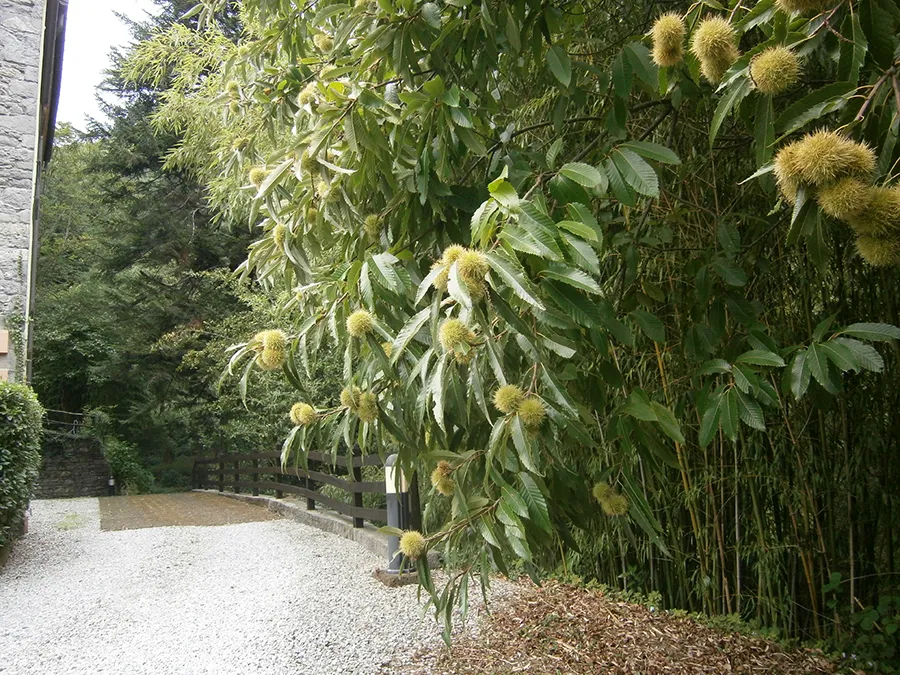 strada castagno