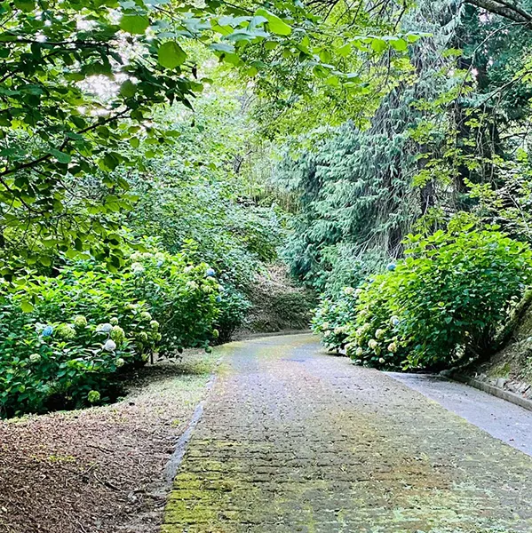 strada nel bosco ok